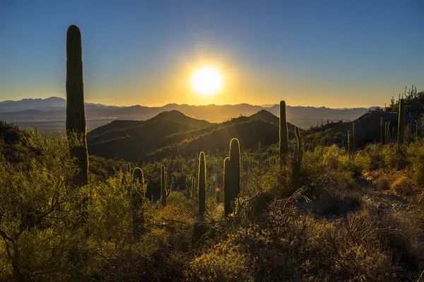 Güneş, Tucson yakınlarındaki Saguaro Ulusal Parkı 'ndaki King Canyon Trailhead' de yoğun bir saguaro kaktüsü manzarasının arkasında batar..