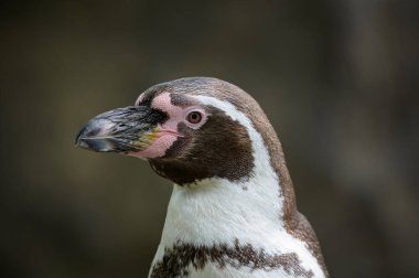 Humboldt pengueninin detaylı yan profili ayrıca Peru pengueni veya patrankası olarak da adlandırılır, belirgin izler ve gaga dokusunu gösterir..