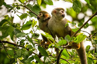 Bir çift sıradan sincap maymunu yapraklı bir ağaç dalına tünemiş, yapraklarla çevrili..