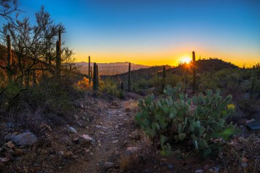 Tucson, Arizona yakınlarındaki Saguaro Ulusal Parkı 'nda saguaros ve dikenli armut kaktüsüyle King Canyon Trailhead üzerinde gün batımı