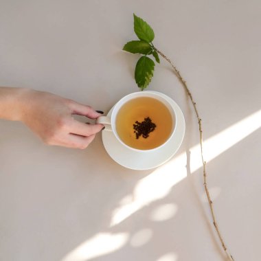 Bir el yeşil yapraklı beyaz çaydanlığı tutar. Arka planda ışık vardır. Güneş ışınları. Sağlık, atmosfer, huzurlu kahvaltı. Yüksek kalite fotoğraf
