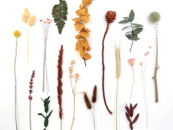 Variëteiten Bloemen Planten Lente Natuur Bovenaanzicht Het Concept Van Bloemen — Stockfoto