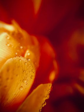 Güzel bir çiçek tomurcuğunun üzerine büyük, berrak bir damla su. Yaz. Makro. Soyutlama. Doğa. Yüksek kalite fotoğraf