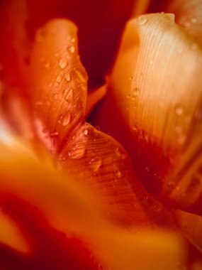 Portakal çiçeğinin içine bir damla su saklandı. Makro. Soyutlama. Yüksek kalite fotoğraf