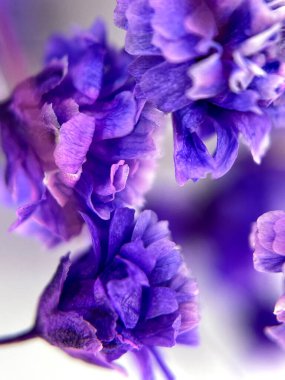 Çingene mavisi. Makro. Doğa. Çiçekler. Güzellik. Hoş geldin kartı. Geçmişi. Yüksek kalite fotoğraf