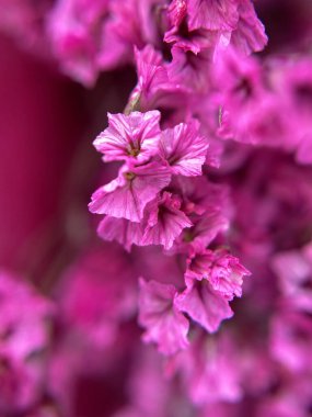 Pembe sığ limonyum çiçekleri. Makro. Doğa, yaz, bahar. Tatil kartı, geçmiş. Yüksek kalite fotoğraf