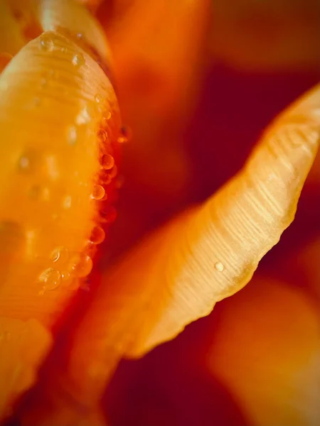 Bir çiçeğin narin yapraklarının üzerindeki küçük damlacıklar. Makro. Soyutlama. Yüksek kalite fotoğraf