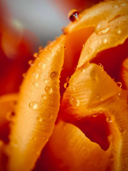 Капли Воды Оранжевый Цветок Саммер Тепло Макро Абстракция Высокое Качество — стоковое фото
