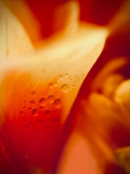 Маленькие Капли Воды Оранжевых Красных Лепестках Цветка Макро Высокое Качество — стоковое фото
