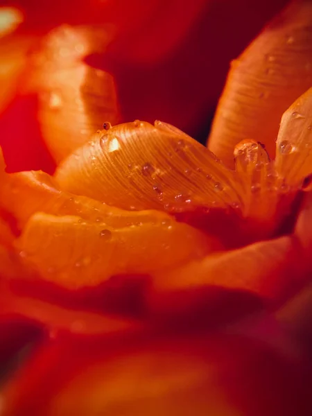 Цветок Расцветает После Дождя Макро Саммер Абстракция Высокое Качество Фото — стоковое фото