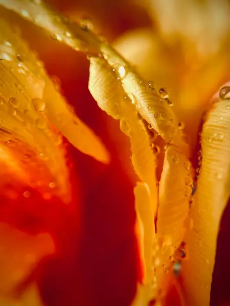 Маленькие Капли Воды Желтых Лепестках Тюльпана Макро Абстракция Высокое Качество — стоковое фото