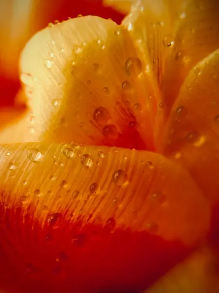 Красный Цветок После Дождя Саммер Капли Дождь Макро Природа Абстракция — стоковое фото
