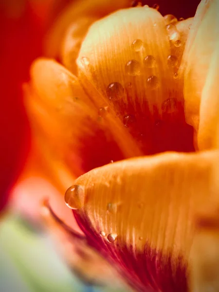 Красный Оранжевый Тюлип Капли Воды Макро Весной Цветочный Магазин Открытка — стоковое фото
