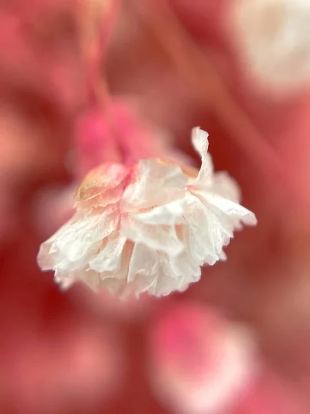 Белый Цветок Цыганки Розовом Фоне Макро Природа Цветы Приветствую Высокое — стоковое фото