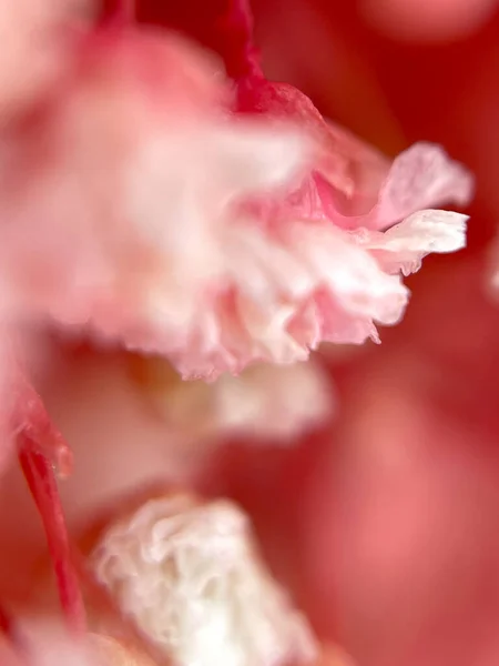 Розовая Цыганка Цветы Макро Фон Природа Приветствую Высокое Качество Фото — стоковое фото