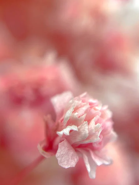 Pembe çingene çiçeği. Makro. Pembe arka plan. Doğa. Çiçekler. Selamlar. Yüksek kalite fotoğraf