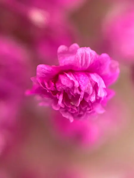 Рожева Квітка Гіпсофіла Макро Вітальна Листівка Весна Літо Високоякісна Фотографія — стокове фото