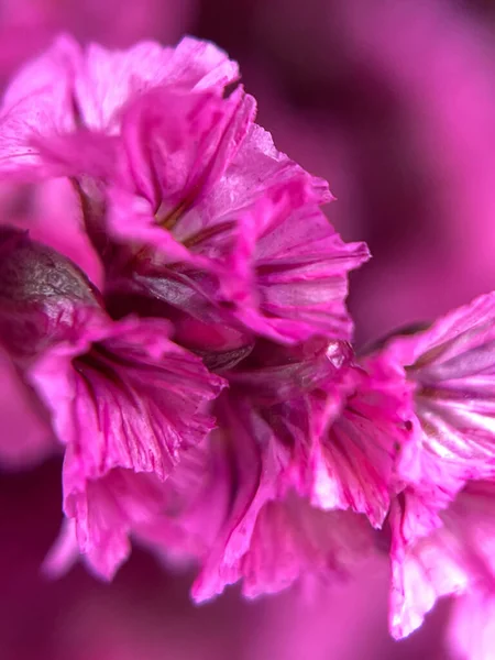 Розовые Маленькие Цветы Лимония Природа Лето Весна Поздравительная Открытка Фон — стоковое фото