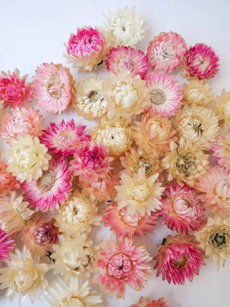 Çiçekler beyaz ve pembe. Kurutulmuş kotsanka. Çiçekler, çiçekçiler, kurumuş çiçekler. Yüksek kalite fotoğraf