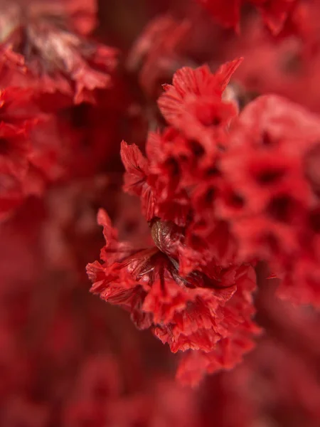 Красные Мелкие Цветы Макро Природа Красота Лето Весна Осень Карточка — стоковое фото