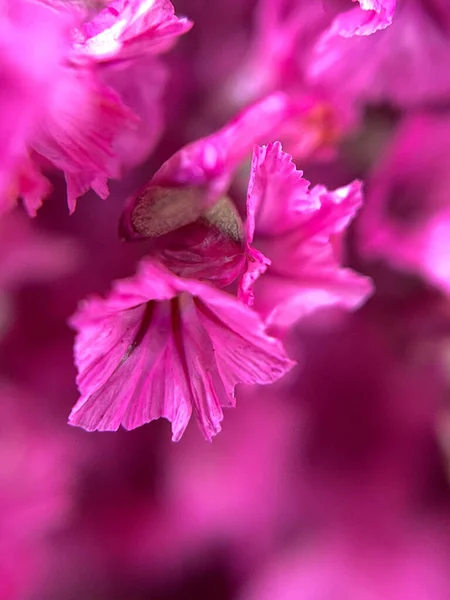 Розовый Цветок Макро Поздравительная Открытка Высокое Качество Фото — стоковое фото