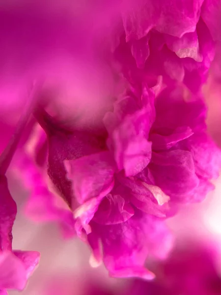 Розовая Цыганка Цветы Весной Саммер Приветствую Фон Высокое Качество Фото — стоковое фото