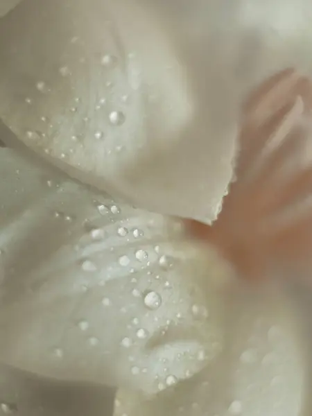 白いチューリップの上に水滴 フラワー マクロ こんにちは ウェルカムカード 高品質の写真 — ストック写真