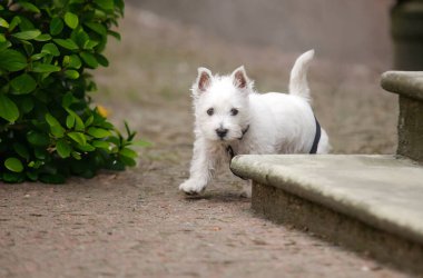 White West Highland Terrier Puppy dışarıda, köpekle yürüyor. Küçük bir arkadaş. Yüksek kalite fotoğraf