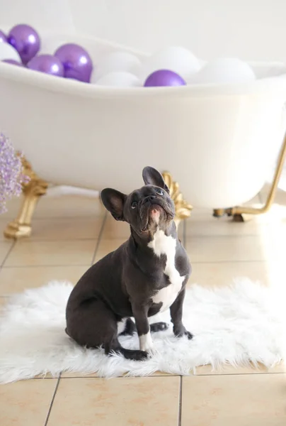 French Bulldog Sitting White Rug Bathroom White Bathtub Him Balloons — Stock Photo, Image