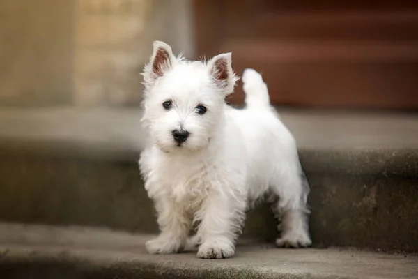 White West Highland Terrier Szczeniak Schodach Ulica Patrzy Obiektyw Mały — Zdjęcie stockowe
