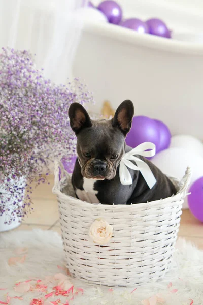 Gray French Bulldog Sitting White Basket Him Flowers Balls Light — Stock Photo, Image