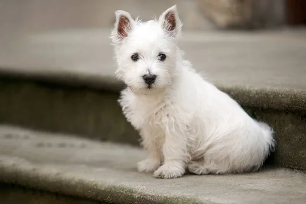 White West Highland Terrier Puppy sitting on the stairs. A little comrade. High quality photo