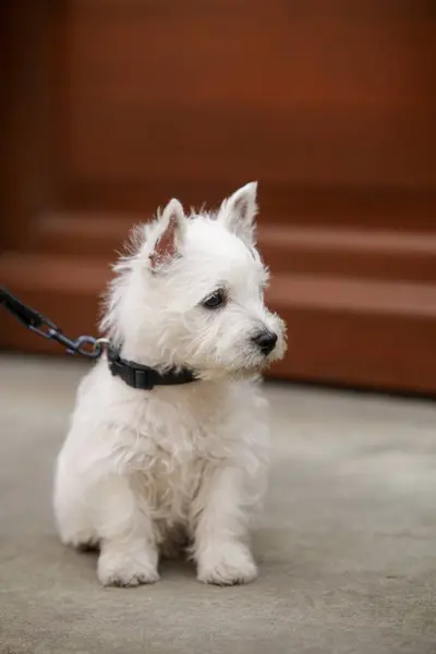 White West Highland Terrier Puppy sitting on the street, brown background. High quality photo