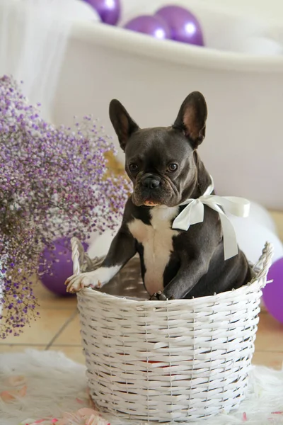 Gray French Bulldog Sitting White Basket Looks Balls Flowers Light — Stock Photo, Image