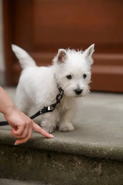 White West Highland Terrier Puppy Looking at Owners Hand, Executing Commands for Dogs. High quality photo