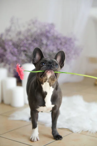 French Bulldog Holding Flower Mouth Pink Gerbera Studio Home Room — Stock Photo, Image