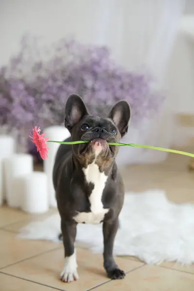 Fransız Bulldog Holding Flower in Mouth - Pembe Gerbera, Studio, Home, Room. Tebrikler, tatil, arkadaşlık. Yüksek kalite fotoğraf