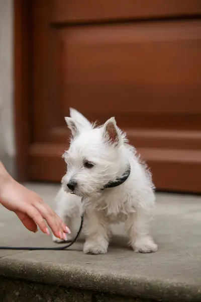 White West Highland Terrier Puppy looking at his owners hand on a walk. Puppy drying. High quality photo