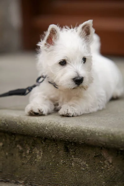 White West Highland Terrier Puppy lying on stairs, brown background. High quality photo