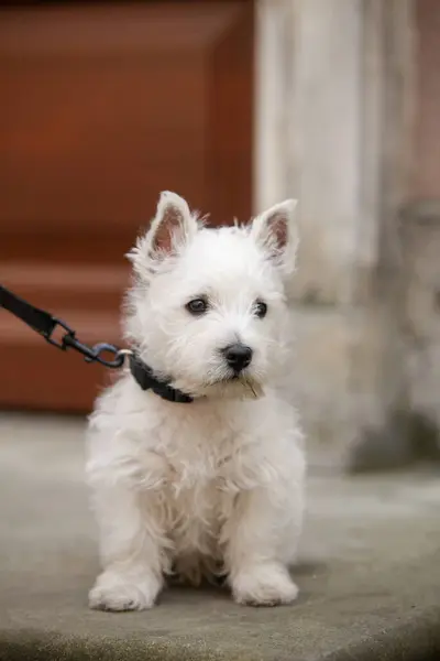 White West Highland Terrier Puppy is sitting. High quality photo