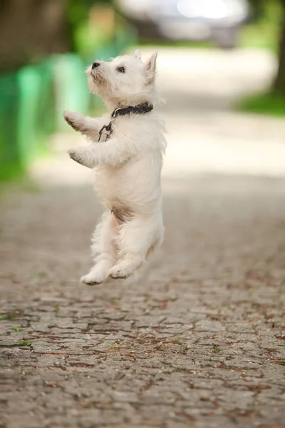 White West Highland Terrier Puppy bounces in the air, wants to grab food. Street. High quality photo