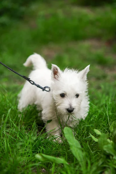 White West Highland Terrier Puppy looking for something in the green grass on a walk. High quality photo