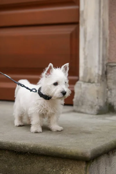 White West Highland Terrier Puppy walking on the street, brown background. High quality photo