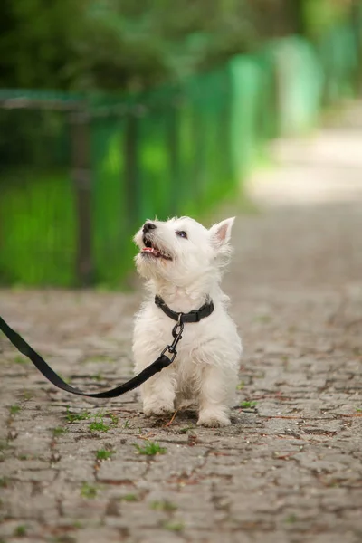 White West Highland Terrier Puppy on the street, looking up, walking. High quality photo