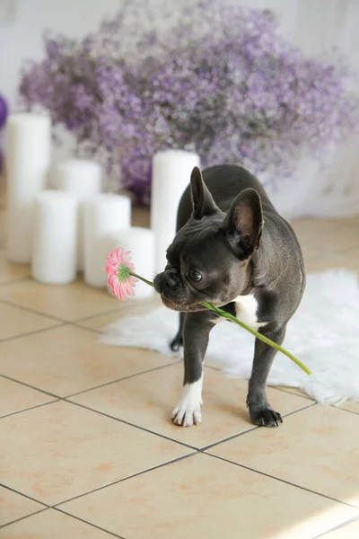 French Bulldog Holding Flower in Mouth. High quality photo
