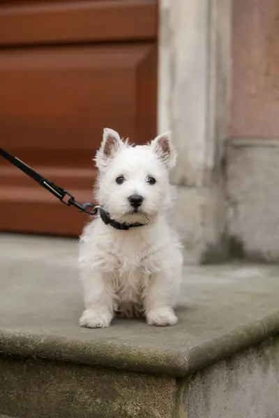 White West Highland Terrier Puppy sitting outside, looking straight ahead. High quality photo