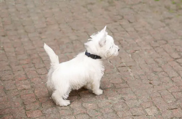 White West Highland Terrier Puppy on the street. Upturned tail. Attention. High quality photo