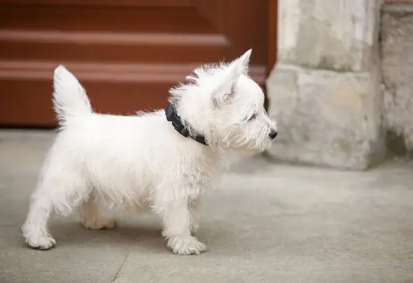 White West Highland Terrier Puppy on the walk. High quality photo