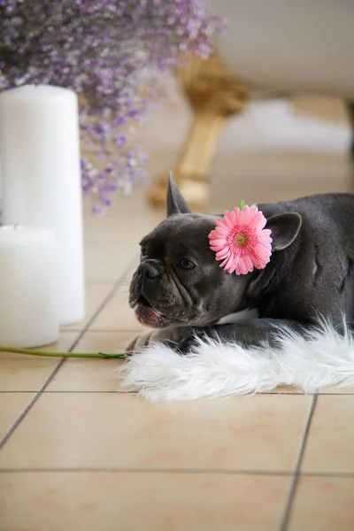 A gray French Bulldog is lying on the floor and eating something with a flower on its head. Studio, room, home. High quality photo