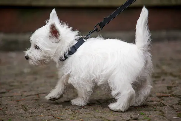 A White West Highland Terrier puppy walks on a leash outside. High quality photo